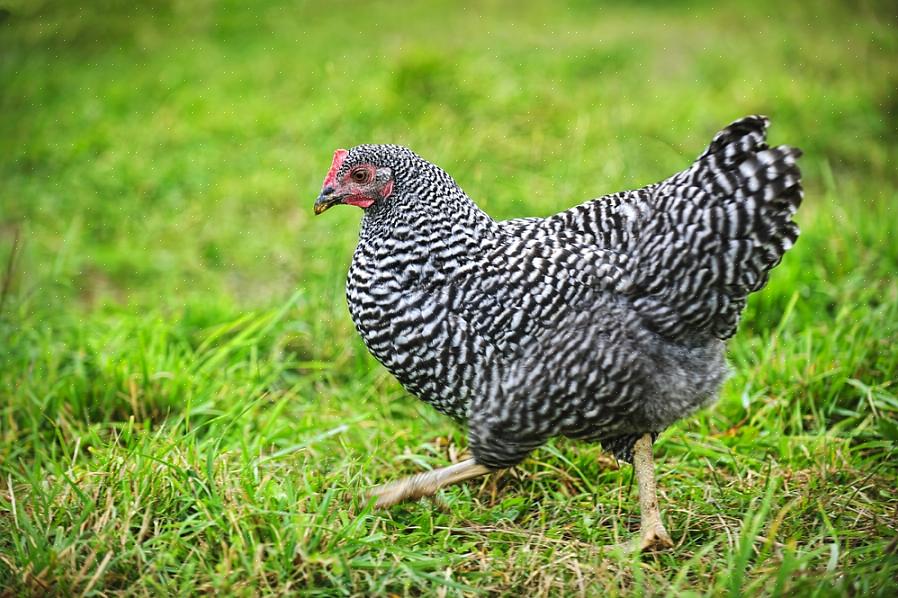 Joten Barred Rock on itse asiassa mustavalkoinen Plymouth Rock -kanaa