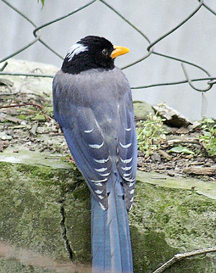 Mustalaskullinen harakka - Corvid hullulla hännällä Keltalaskun harakka elinympäristö