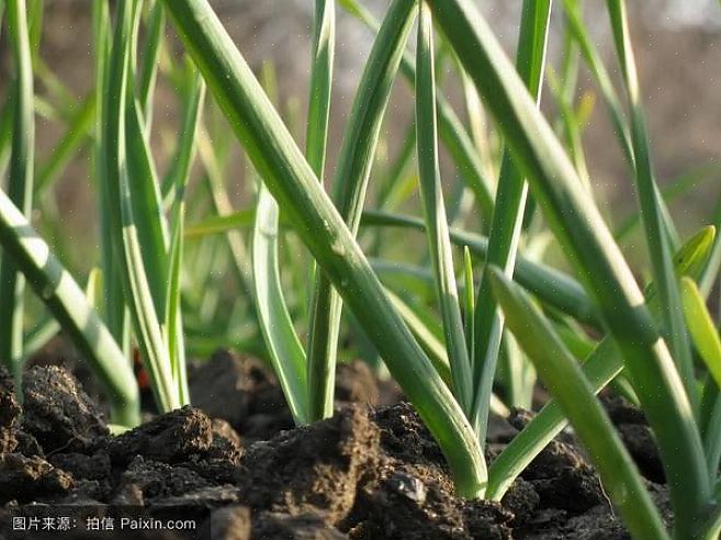 Kovan kaulan valkosipuli (Allium sativum var