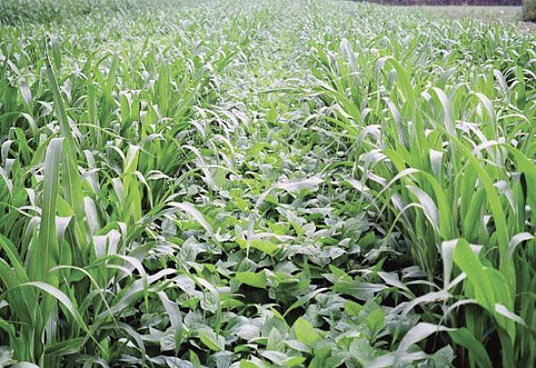 Maaperän terveyden palauttamiseksi on suositeltavaa seurata Sorghum-Sudan-ruohoa palkokasvilla