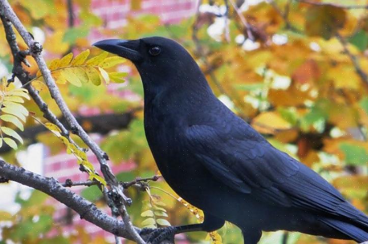 Haravaa tai muuta työkalua lintun liikuttamiseen