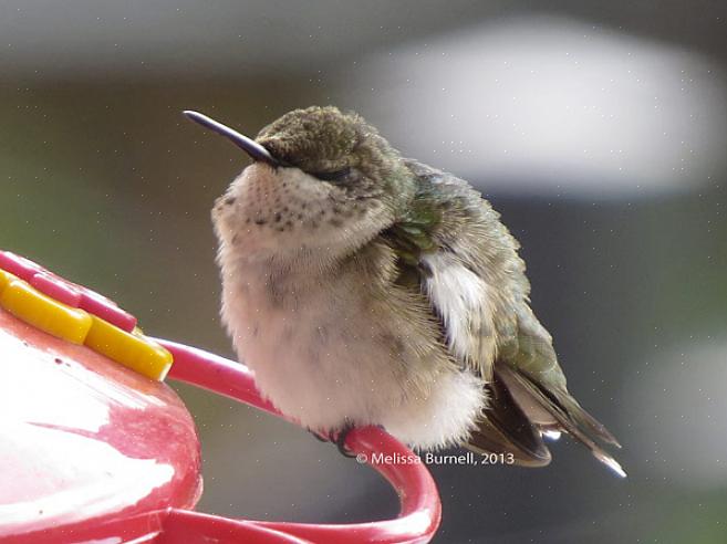 Melassia tai keinotekoisia sokerin korvikkeita mihinkään kolibri-nektarin reseptiin