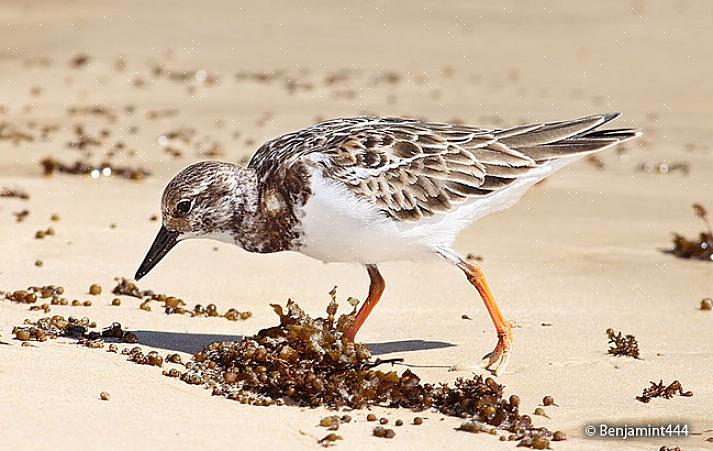 Ruddy turnstones voi olla suhteellisen helppo löytää