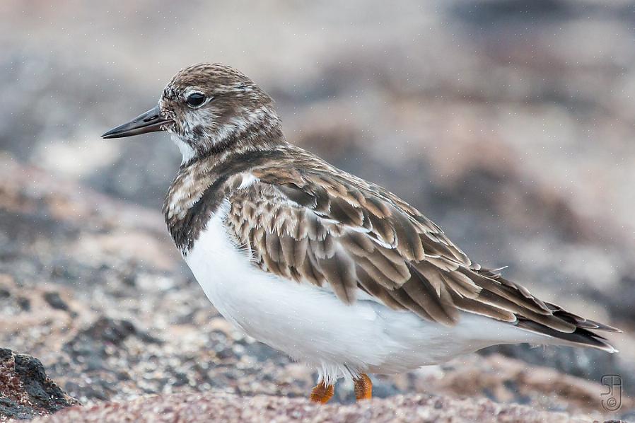 Ruddy turnstones ovat lihansyöjälintuja