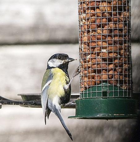 Pähkinät ovat suosittu ravinnonlähde monille linnuille