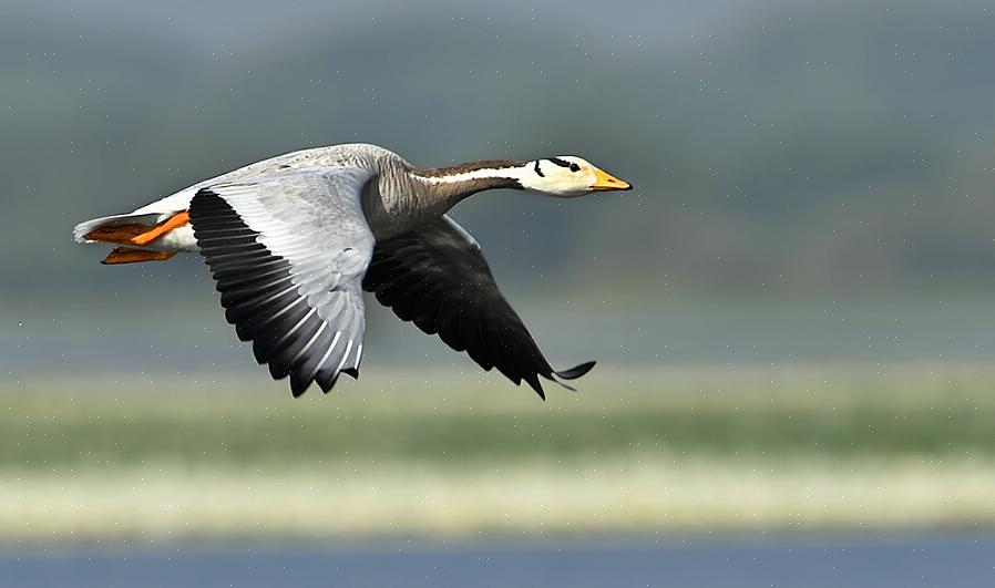 Baaripäisten hanhien munat ovat tavallisia