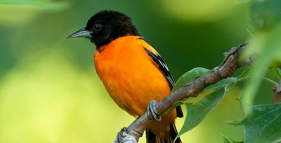 Baltimore-oriole on loistavan värinen oranssi laululintu