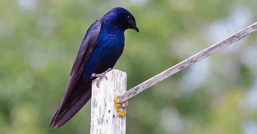 Voit houkutella purppuranpunaisia martinoita asettamalla sopivat purppuranpunainen martinitalot