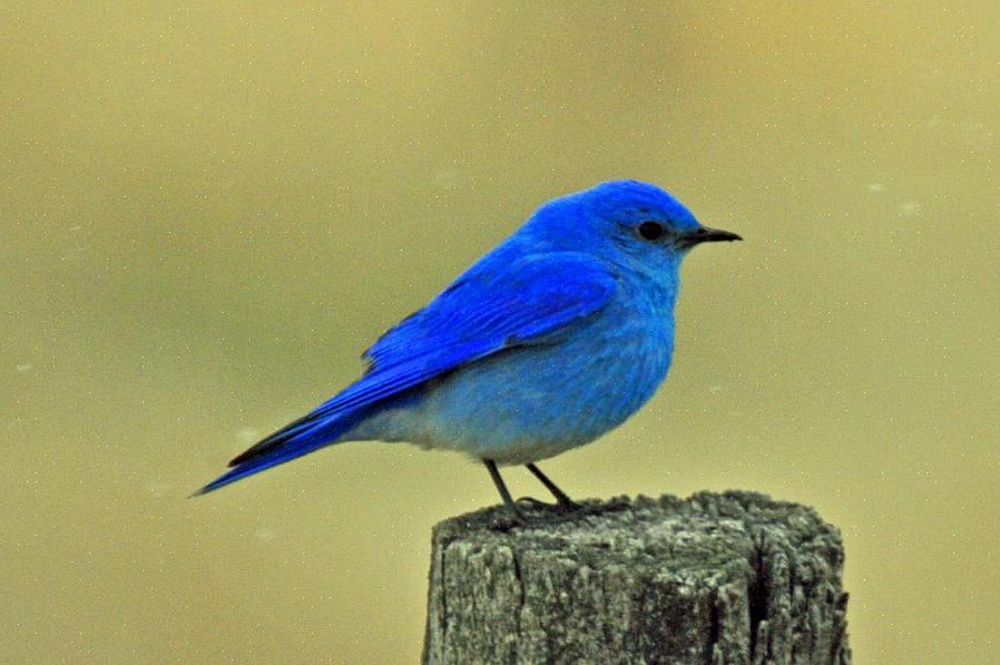 Itäiset sinilinnut kuuluvat Turdidae-lintuperheeseen