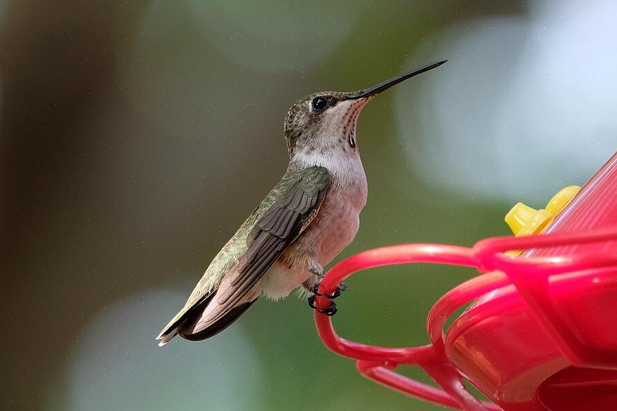 Mustakouruisten kolibrien on todettu hybridisoituvan useiden muiden kolibri-lajien kanssa