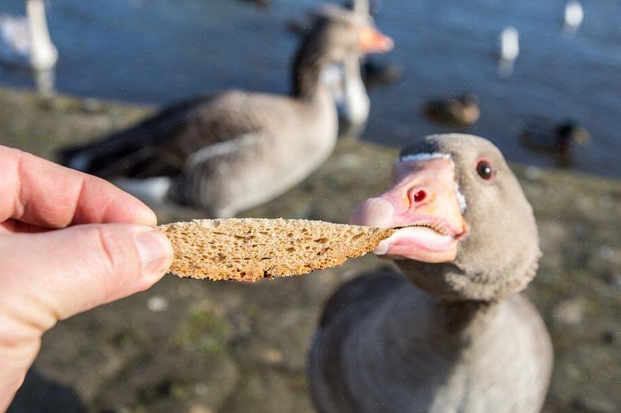 Leipä sisältää hyvin vähän proteiinia