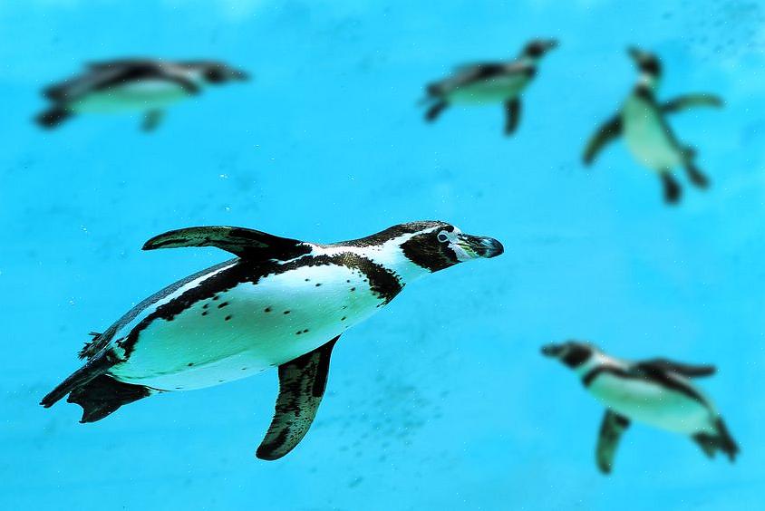 Roskien vähentäminen on välttämätöntä pingviinien ruokavarannon säilyttämiseksi