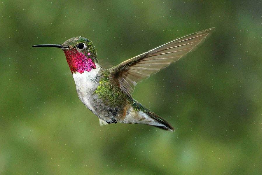 Kolibri-setelit ovat neulan ohuita koettelemaan syvälle kukkiin siemaamaan mettä