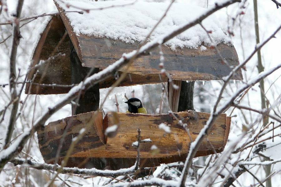 Huolimatta kaikista tarvittavista toimista talvisin lintujen syöttölaitteiden suojelemiseksi