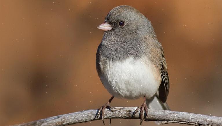 Juncos käy helposti lintuystävällisillä takapihoilla