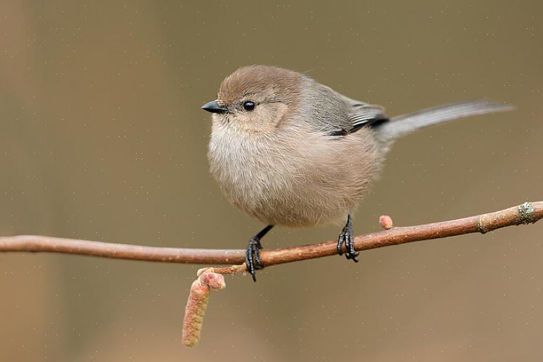 Bushtit-elinympäristö ja levinneisyys