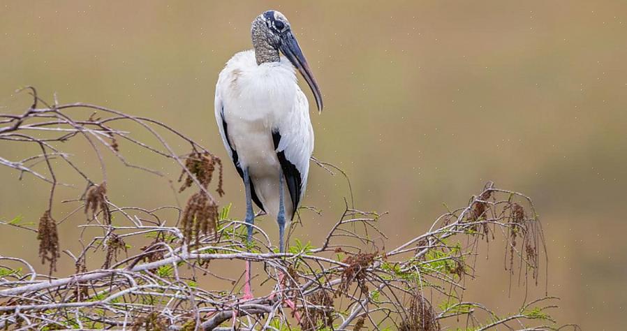 Ja yhden rookery-puun oksissa voi olla vähintään kaksi tusinaa