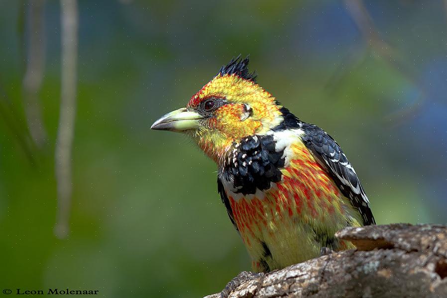 Crested barbets ovat erittäin äänekkäitä lintuja