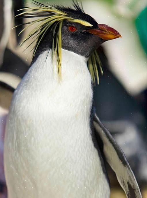 Ota käyttöön pieni pingviini