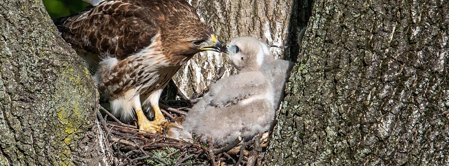 Mutta koska tällä Accipitridae-perheen buteo-jäsenellä on monia höyhenvärejä