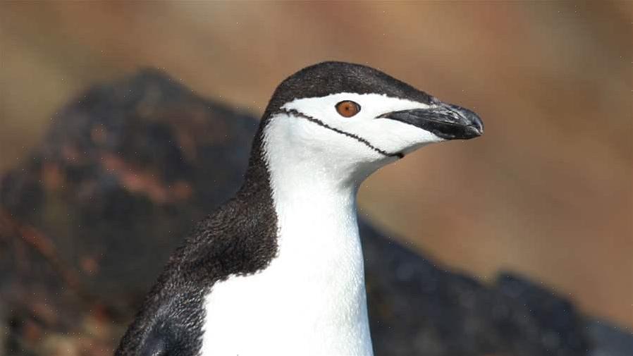 Pingviinit ovat suosittuja lintuja kaikkialla maailmassa