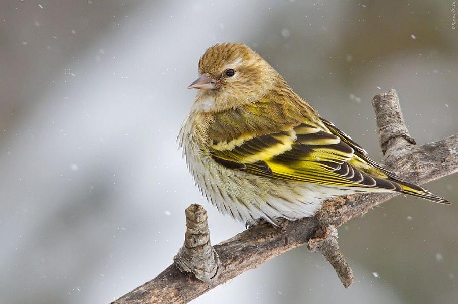 Pine siskin -vihreät morfit ovat harvinaisia