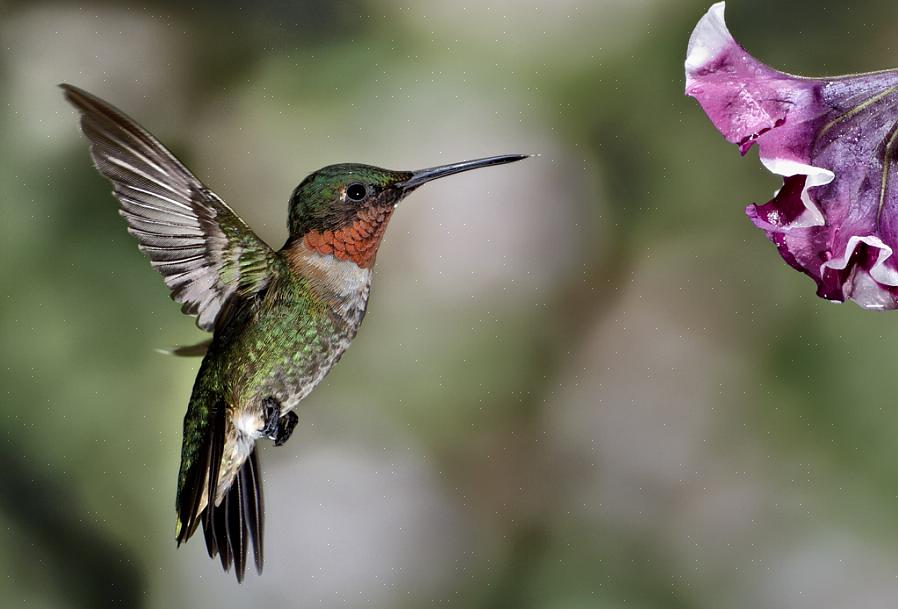 Uros-ruby-throated kolibri on kirkkaan punainen kurkku