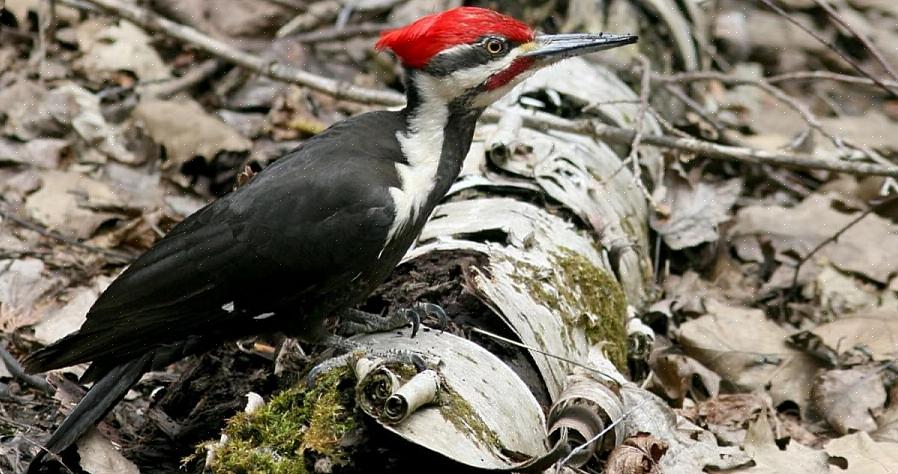 Pileated tikun tunnistaminen