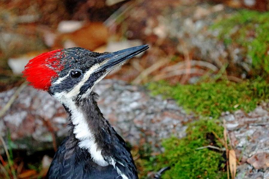 Pileated tikka vs