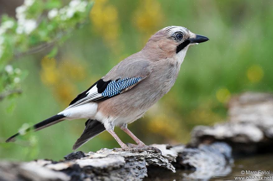 Ruokailun aikana Euraasian jays poimii hyönteisiä lehdistä tai pyyhi maata pähkinöille piilottamalla