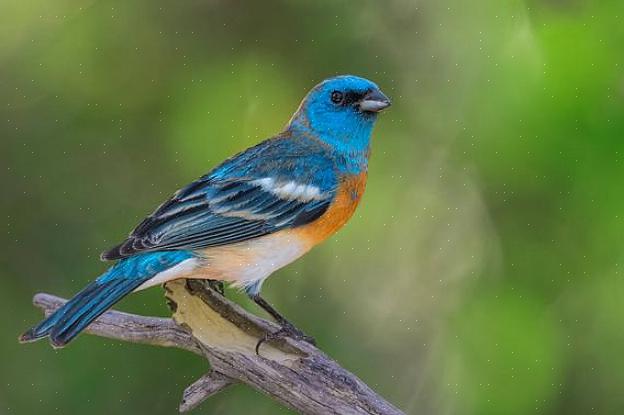 Lazuli bunting -tunniste