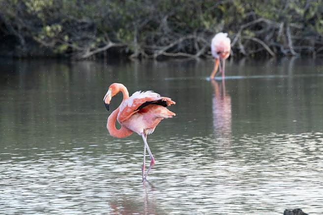 Eurooppalainen Flamingo