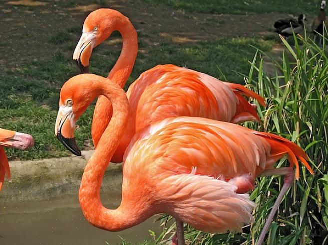 Eurooppalaisia flamingoja löytyy suurista