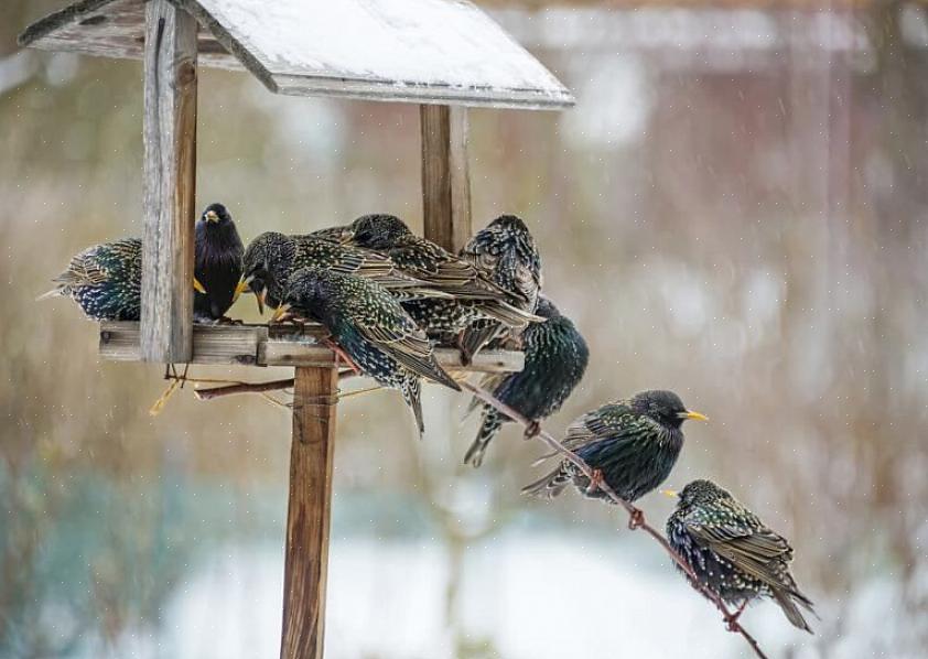 Tähtitaivat maistavat monenlaisia luonnollisia elintarvikkeita