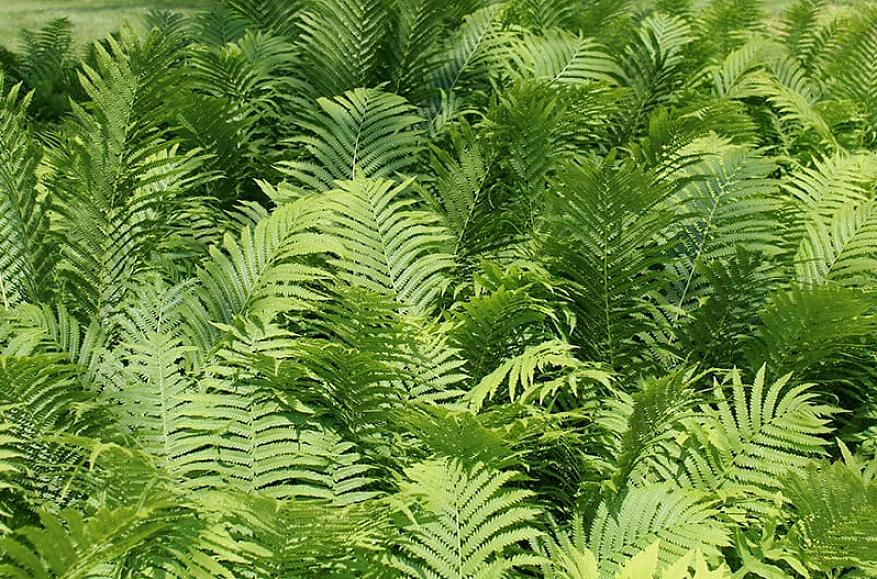 Staghorn-saniaiset (Platycerium-suvusta) näyttävät paljolti hirvieläimiltä tai hirven sarvoilta