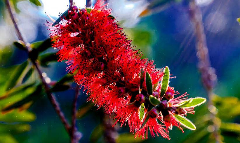 Melaleuca viminalis tai Callistemon viminalis