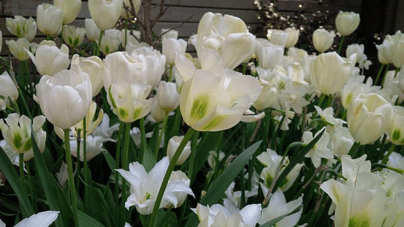 Kirjava punainen oksa koira (Cornus alba "Elegantissima")